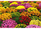 Mums are back!!!